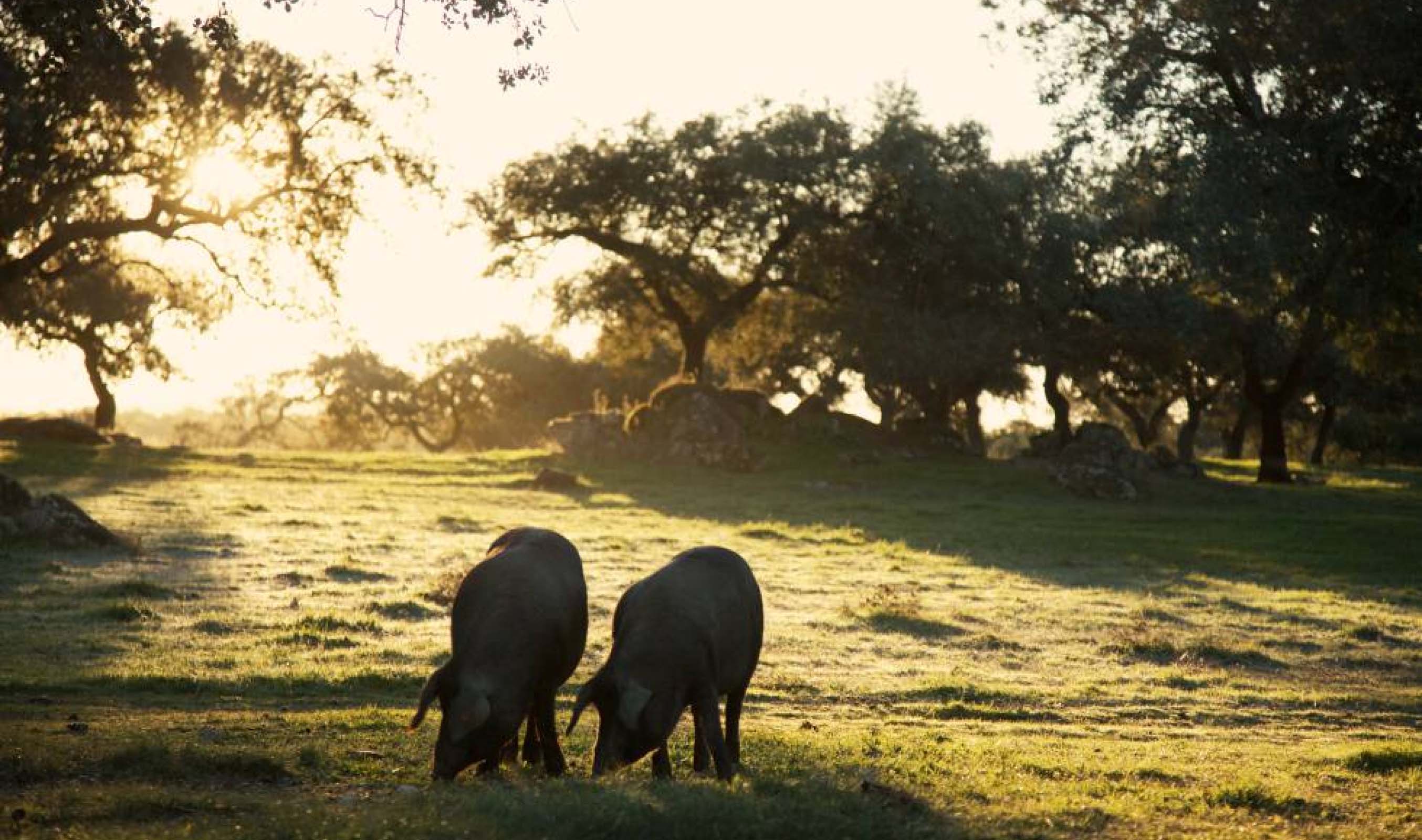 Cinco Jotas es una marca legendaria con más de 130 años de experiencia preservando la pureza y autenticidad de los mejores productos del cerdo 100% ibérico del mundo, un homenaje a la artesanía, el sabor y la tradición.
