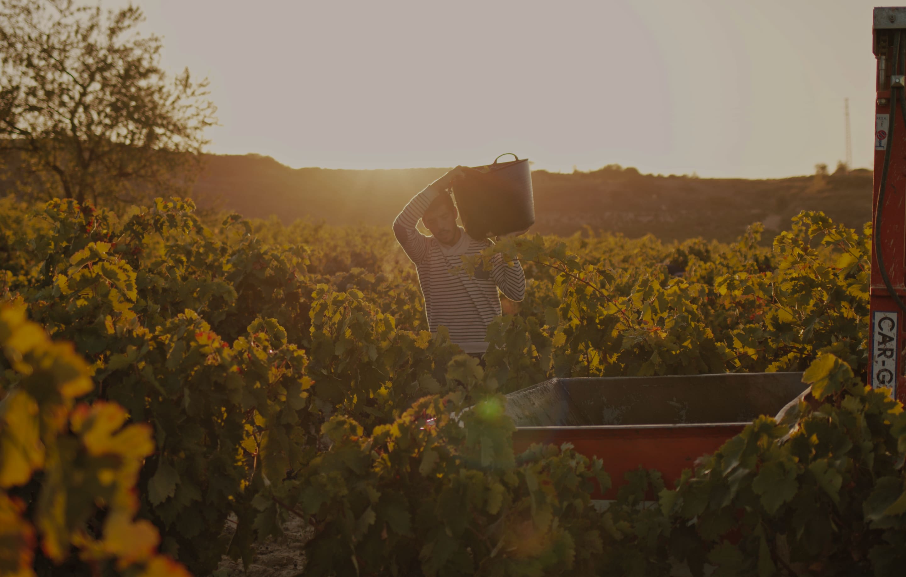 Araex Grands es un grupo empresarial de viticultores y bodegas independientes que agrupa bodegas familiares de las Denominaciones de Origen más prestigiosas de España y que lleva más de 25 años llevando el mejor vino español al mundo.
