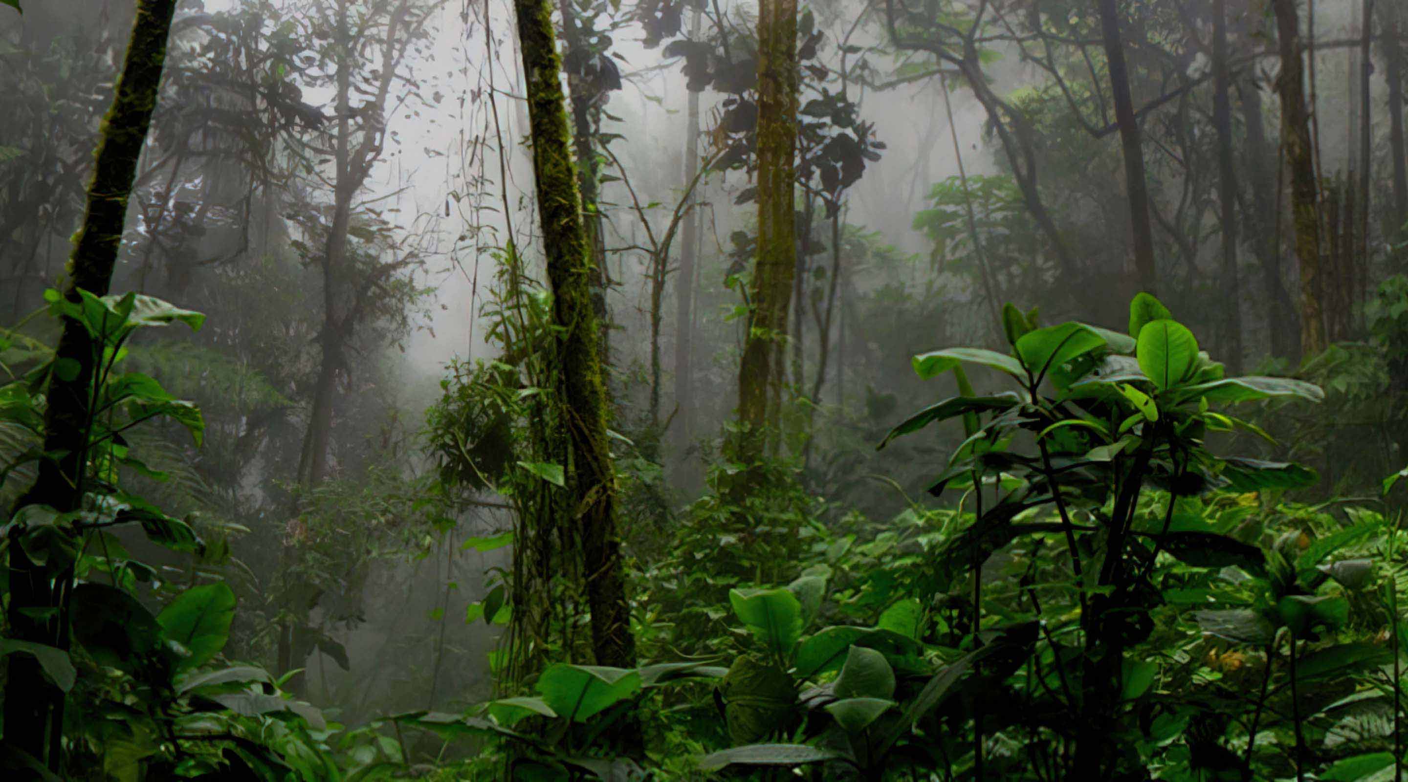 Canaima_forest